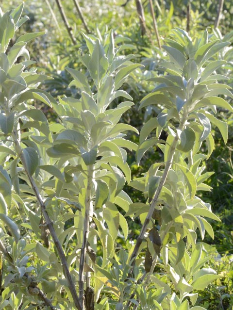 Salvia apiana SAUGE BLANCHE (10 graines)