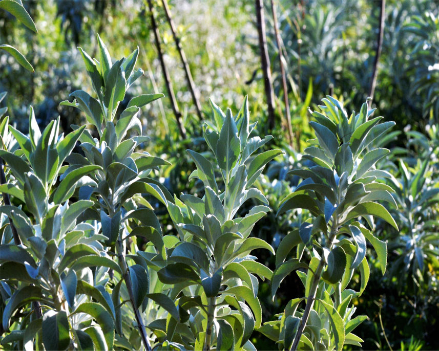 Sauge - salmiya séchée - ORTAN NATURE