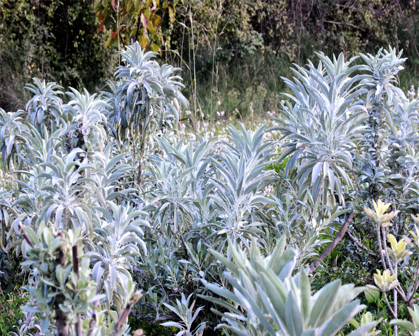 La sauge blanche  Le jardin d'Apiana