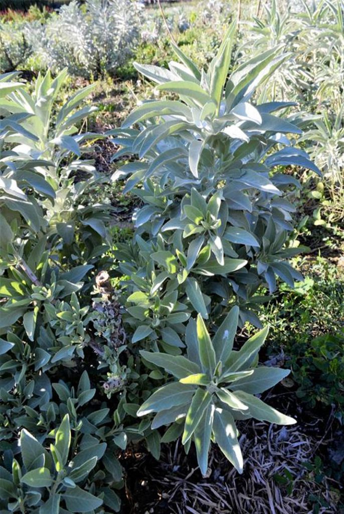 La sauge blanche  Le jardin d'Apiana